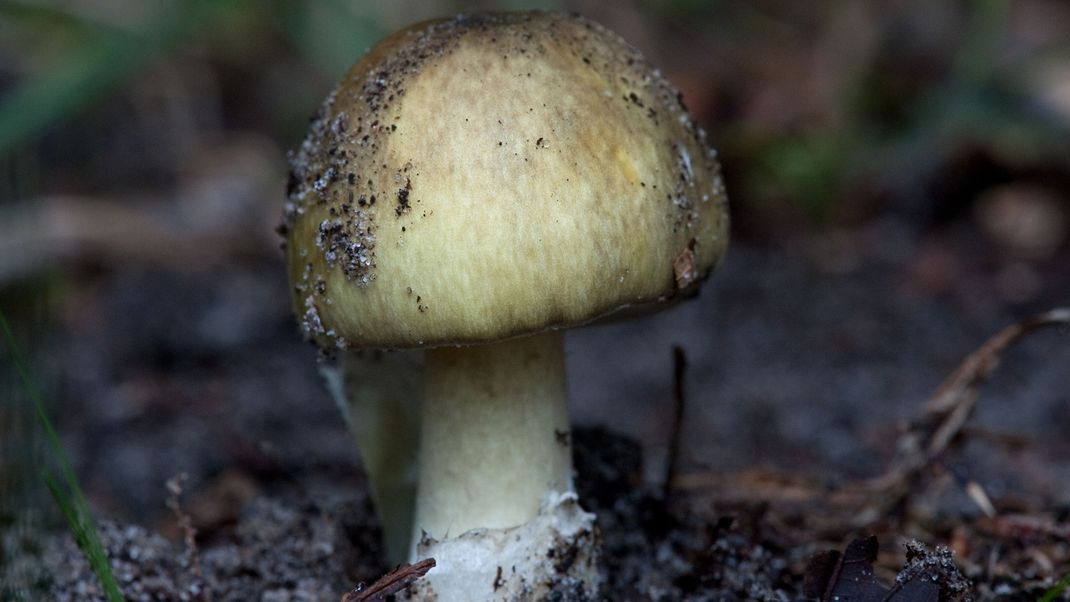 Ein Grüner Knollenblätterpilz (Amanita phalloides) ist sehr giftig. Aber er ist nicht immer grün - hat er einen weißen Hut, sieht er dem Champignon zum Verwechseln ähnlich.