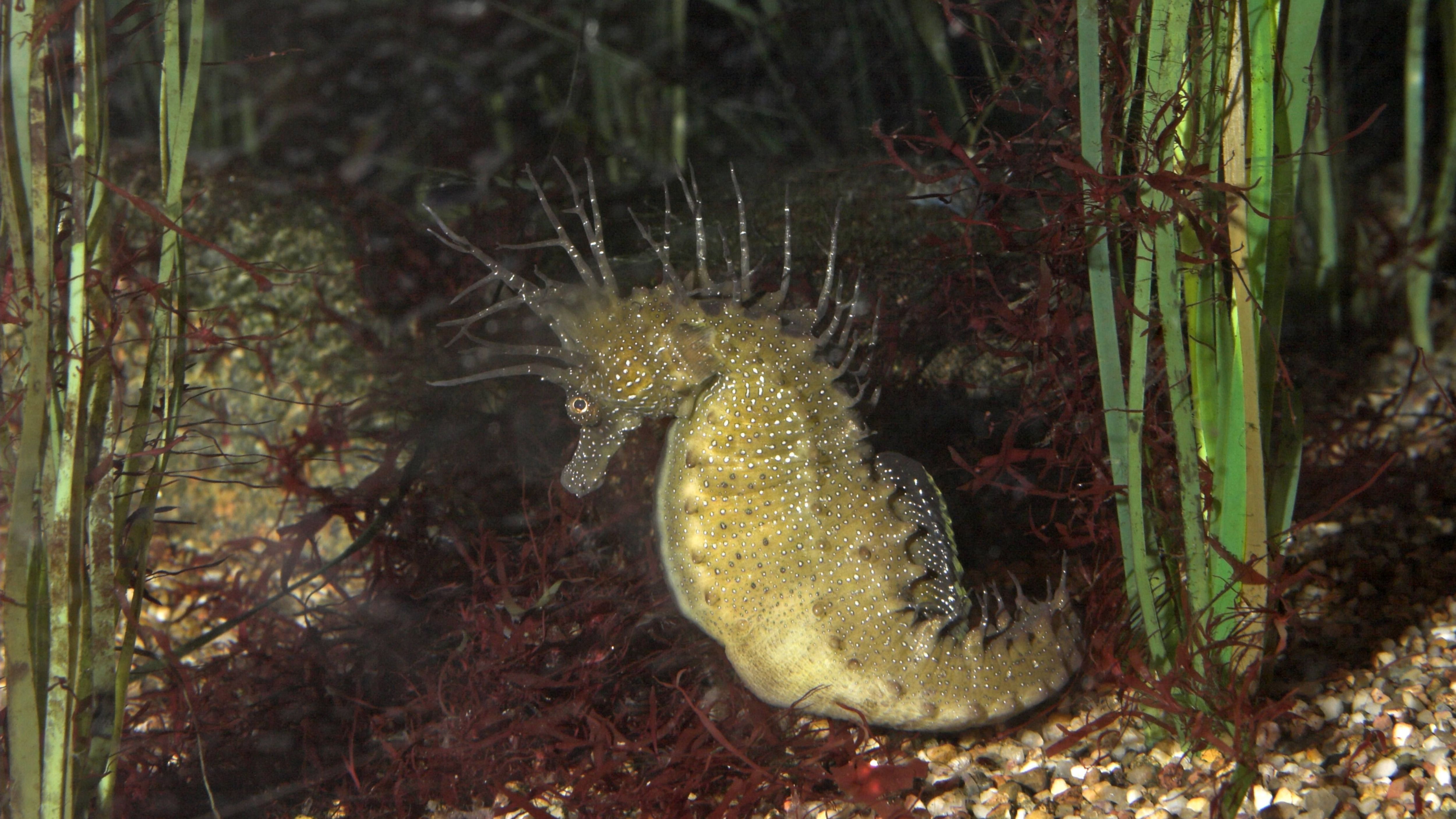 Seepferdchen haben vielfältige Größen und Formen. Hierbei handelt es sich um ein Langschnäuziges Seepferdchen (Hippocampus guttulatus, Hippocampus ramulosus).