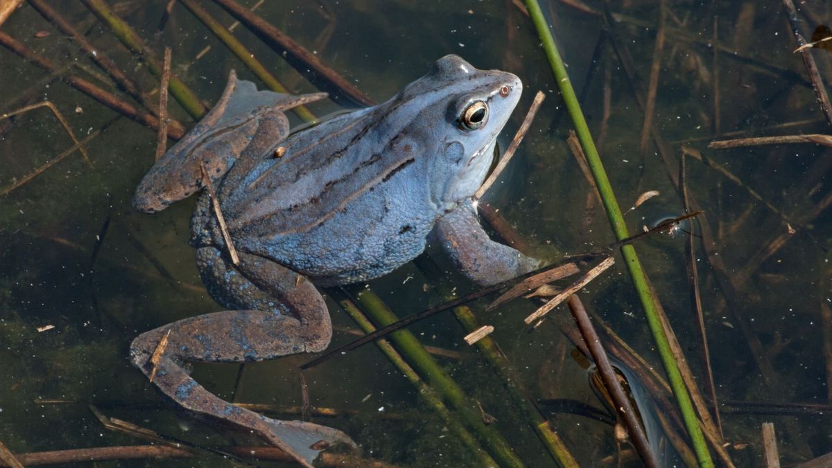 Moorfrosch in der Balzzeit