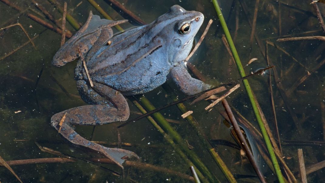 Moorfrosch-Männchen schimmern in der Balzzeit violett.