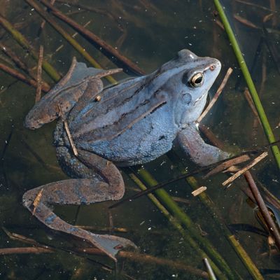 Moorfrosch in der Balzzeit