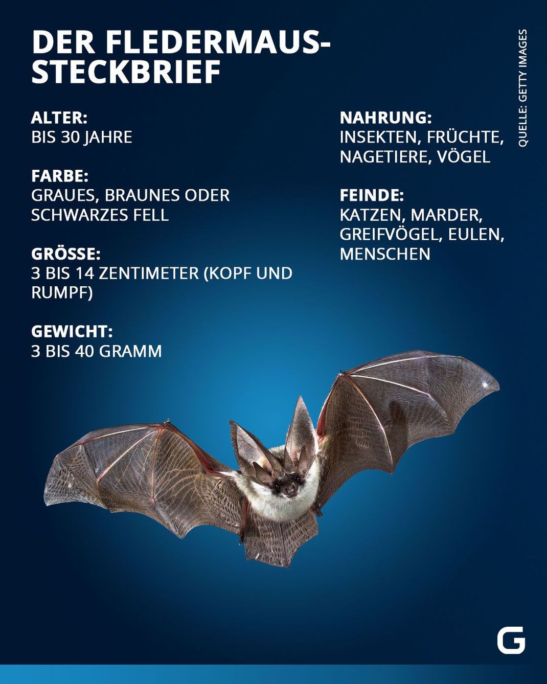 Alle Daten zur Fledermaus in einem Steckbrief.