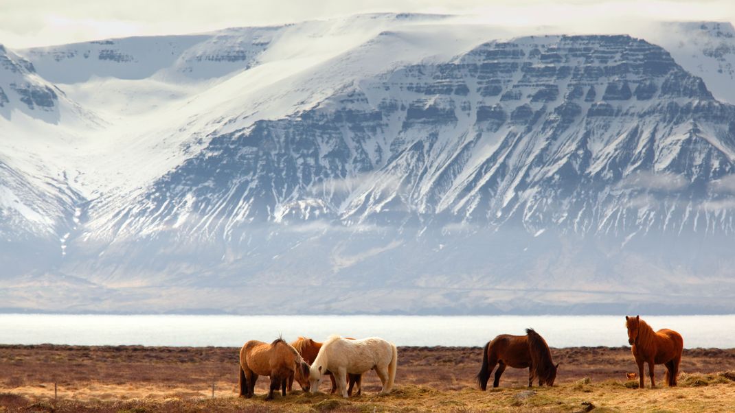 Zwischen Gletschern und Islandponys finden Fische innere Ruhe