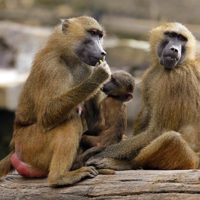 Tiergarten Nürnberg will Paviane töten - Artenschutz als Begründung