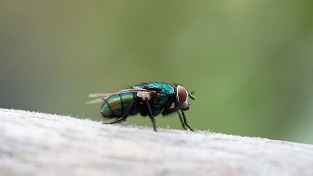 Lästige Fliegen loswerden: So geht's! 