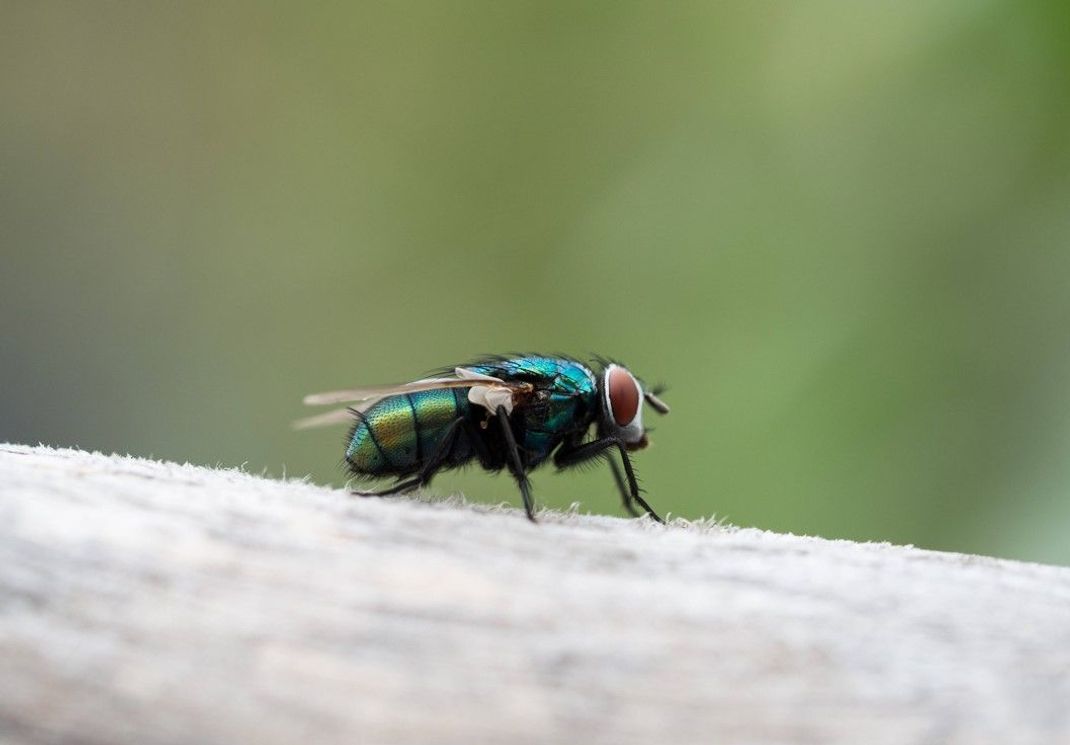 Sie stechen zwar nicht, sind aber sehr lästig: Fliegen! Mit diesen Tipps, kannst du sie loswerden.