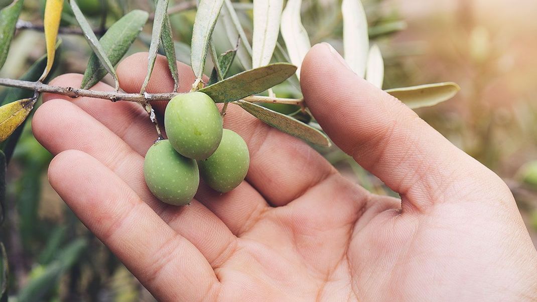 Reichhaltig an Antioxidantien und absolut empfehlenswert bei trockenen und rissigen Handflächen: Handpflege mit Olivenöl.