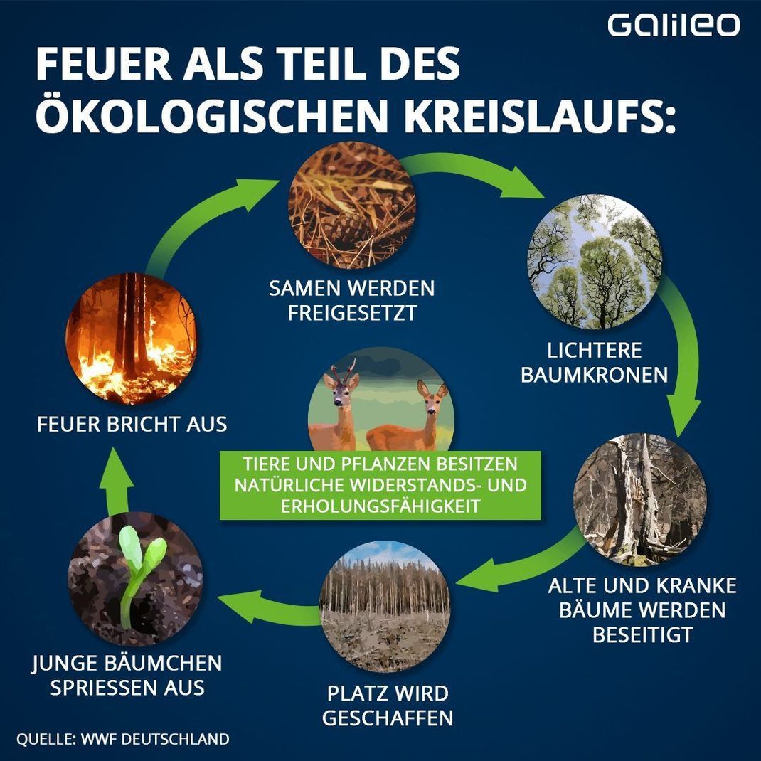 Wie Feuer den ökologischen Kreislauf prägt und verändert.