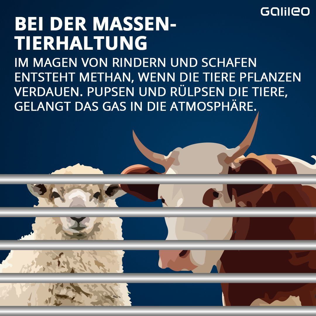 Klima-Killer Kuh: Wird sie zu Unrecht zum Sündenbock?