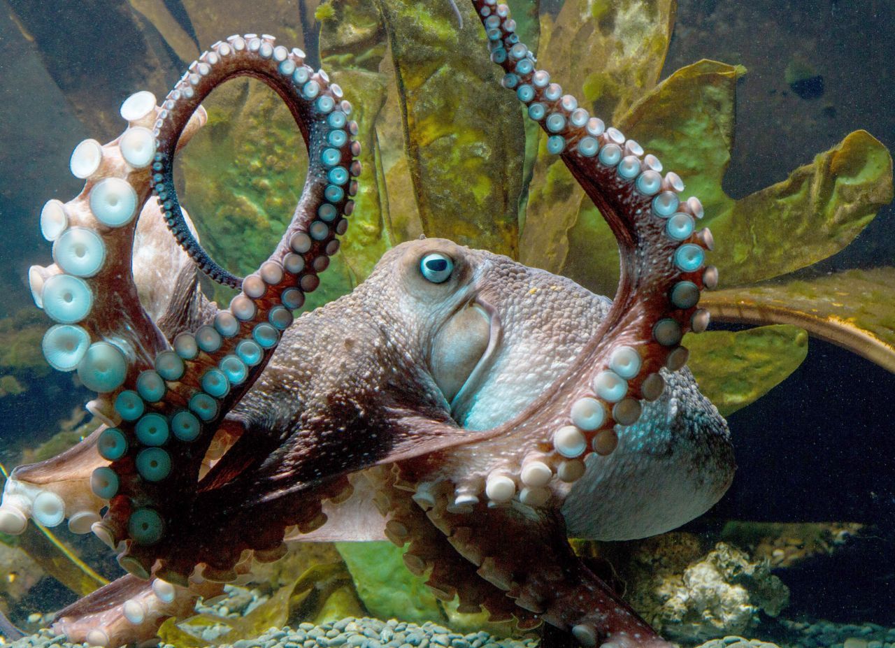 Fast wie bei "Findet Nemo" und tatsächlich filmreif: "Inky" ist 2016 aus dem National Aquarium of New Zealand in Napier abgehauen. Der Krake kletterte aus seinem Wassertank und verschwand durch ein 15 Zentimeter dickes Abflussrohr im Boden, das in den Pazifischen Ozean mündet. Menschen weltweit gratulierten "Inky" in Internet-Botschaften zu seiner Flucht. 