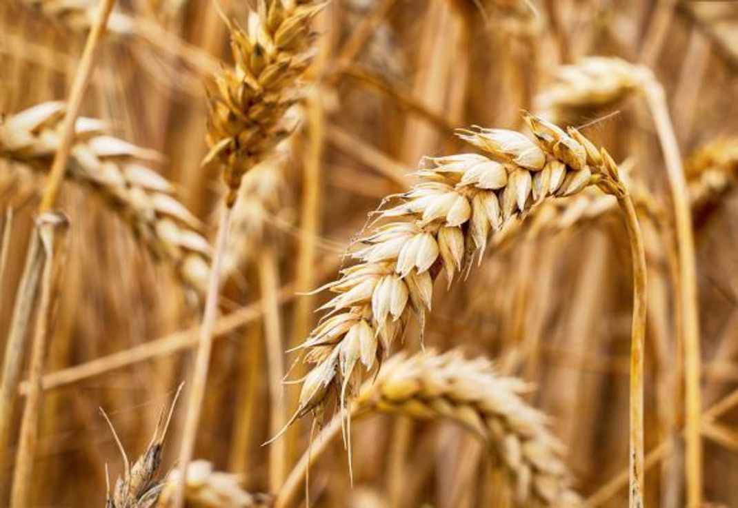 Weizen wird am häufigsten auf deutschen Feldern angebaut. Er bedeckt eine Fläche von 3,3 Millionen Hektar.