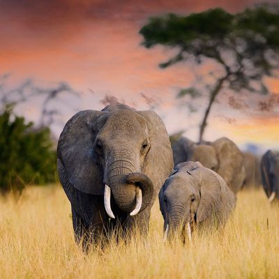 A herd of wild elephants walk through the savanna of Tarangire National Park in Tanzania, East Africa