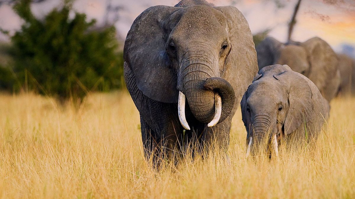 A herd of wild elephants walk through the savanna of Tarangire National Park in Tanzania, East Africa