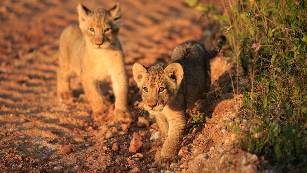 Zwei spielende Löwen-Babys. Die Jungtiere haben noch Flecken im Fell, die später verschwinden.