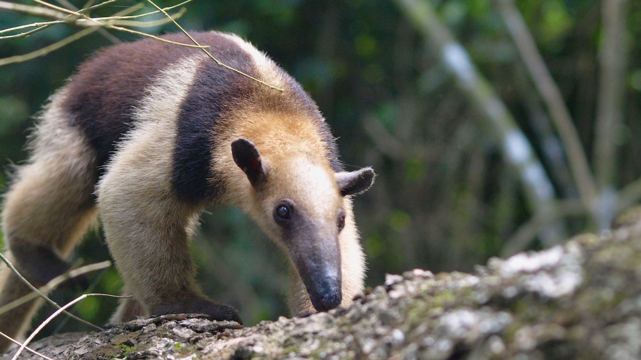 Und noch ein Familienmitglied: der Tamandua. Er wird auch kleiner Ameisenbär genannt. Das Tier ist dank seines kräftigen Greifschwanzes ein ausgezeichneter Kletterer und lebt auch auf Bäumen.