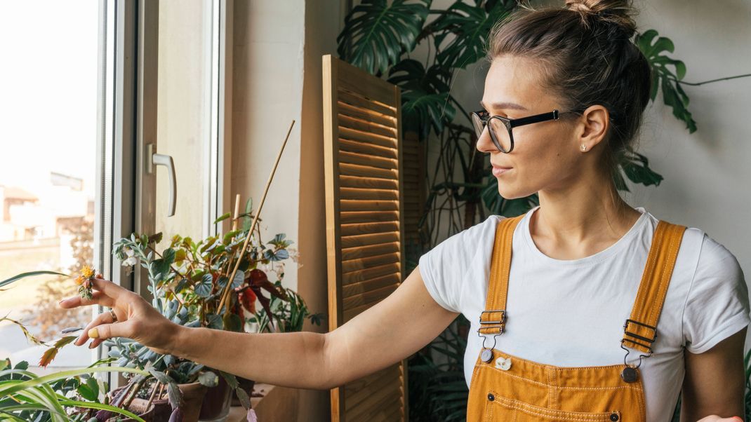 Du möchtest Gemüse anbauen, hast aber leider keinen eigenen Garten? Kein Problem, denn einige Gemüsesorten kannst du auch Problemlos am Fensterbrett anbauen.