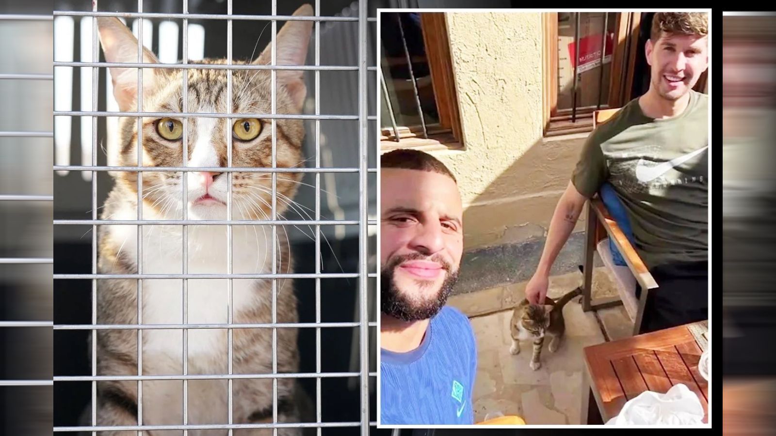 
                <strong>Cat is coming home: England-Stars adoptieren Kater aus Katar</strong><br>
                Zum WM-Titel hat es für Englands Nationalmannschaft bei der Endrunde in Katar einmal mehr nicht gereicht. Dennoch nehmen die Engländer etwas Wertvolles mit nach Hause - zumindest zwei Spieler. Kyle Walker (li.) und John Stones haben im WM-Gastgeberland einen Kater adoptiert, den sie nun nach dem Aus im Viertelfinale mit auf die Insel nehmen. Das streunende Tier, das den beiden ManCity-Stars während der WM im Quartier ans Herz wuchs, hört jetzt auf den Namen Dave. "Er war eines Tages da, also haben wir ihn einfach adoptiert, ich und Stonesy", erklärte Walker dem offiziellen Medienkanal der englischen Fußball-Verbandes FA. 
              