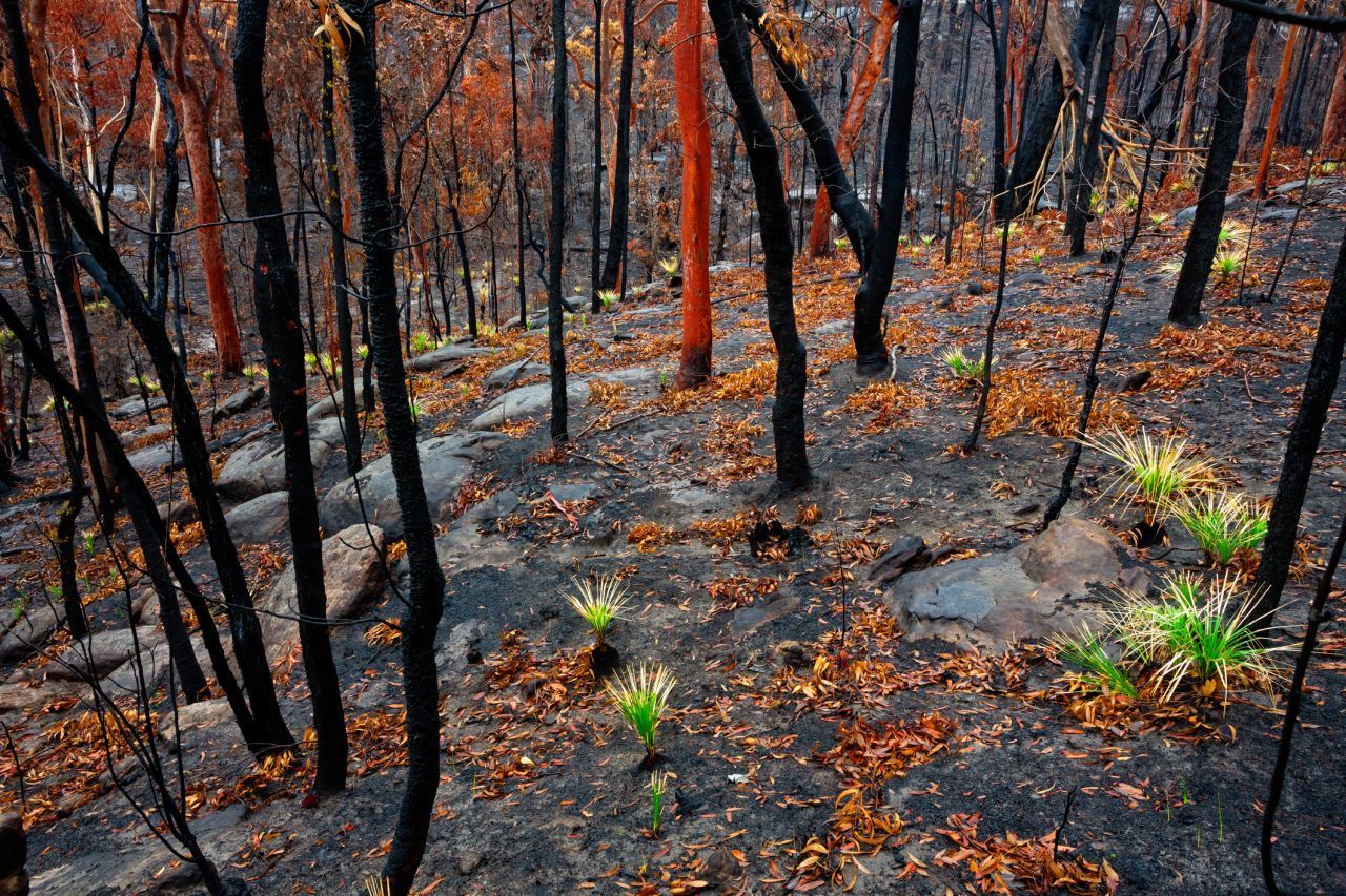 Der Grasbaum ist ein feuerfester Australier. Nach Buschbränden steht ein verkohlter Stamm mit grünem Schopf. Die Triebspitzen liegen geschützt im Inneren des Stamms oder tief im Boden.