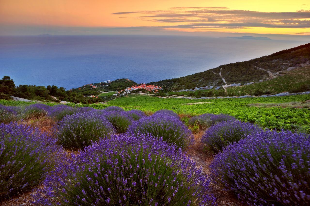 Hvar trägt den Beinamen "Lavendel-Insel", natürlich nicht umsonst. Im Juni und Juli werden ganze Landstriche von den lilafarbenen Blüten überzogen. Das daraus gewonnene Lavendel-Öl ist ein exquisites Mitbringsel. Zudem blühen und duften Zitrusbäume, Salbei- und Rosmarin-Felder. Tipp: Eine Kräuter-Wanderung buchen. Außerdem empfehlenswert: Nahe der Stadt Hvar ragen roten Felsen wie eine überdimensionale Orgel aus dem Meer. Und