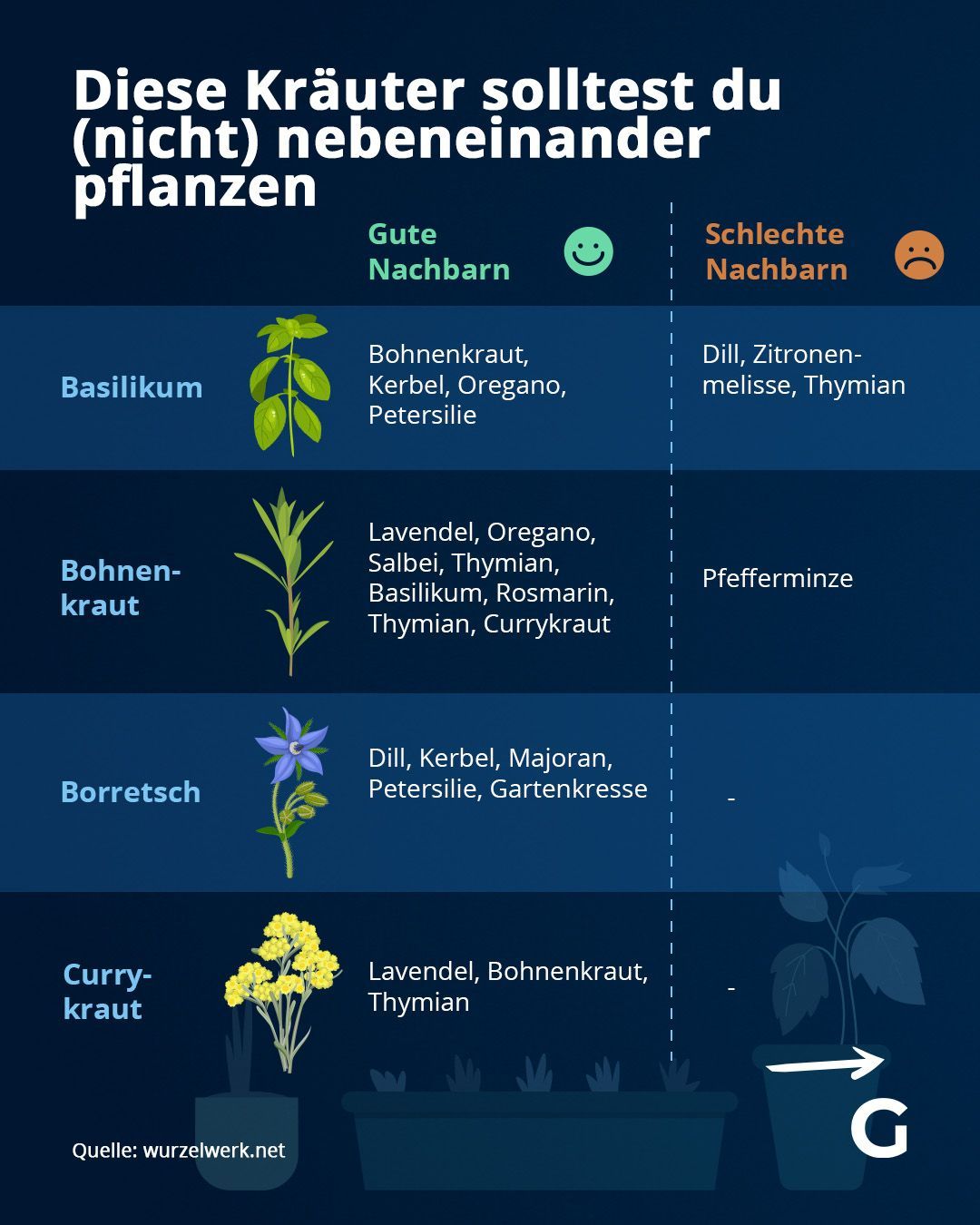 Diese Kräuter solltest du (nicht) nebeneinander pflanzen