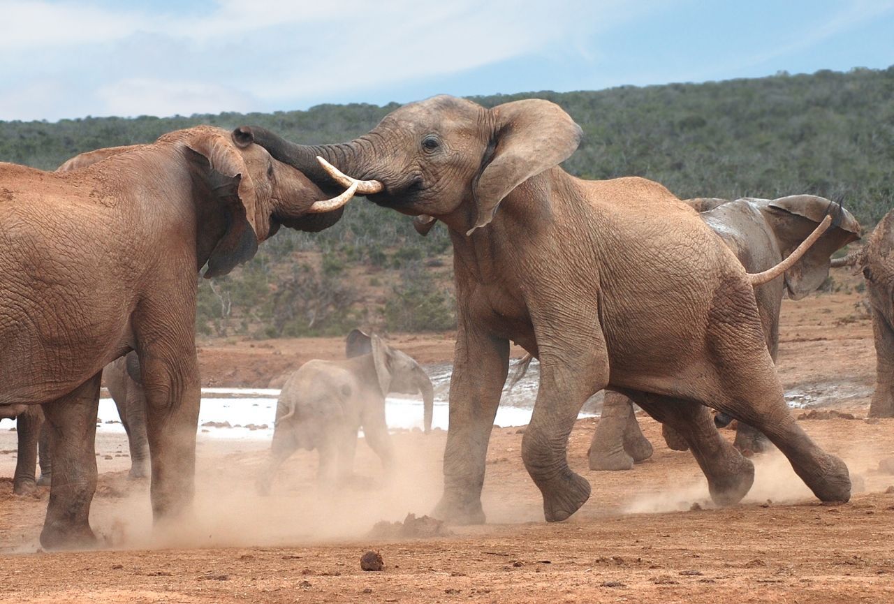 Elefanten sind zwischen 5 und 13 Jahren in der Pubertät. Bullen kämpfen dann vermehrt. Als Erwachsene nabeln sie sich von der Herde ab und bilden Männer-WGs.