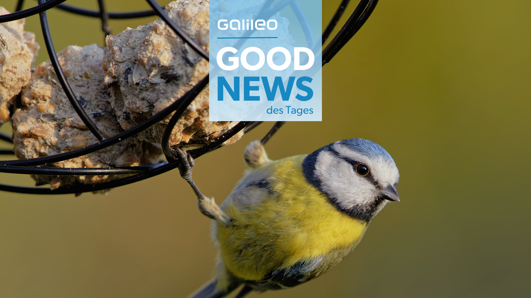 Good News: Studie zeigt: Vogelgesang stärkt mentale Gesundheit 