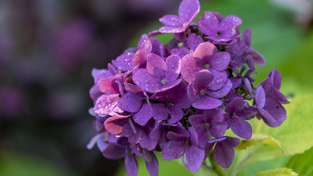 Für volle Blütenpracht in diesem Jahr: Erfahre hier, wie du deine Hortensien richtig zurückschneidest und welche Fehler du vermeiden solltest.