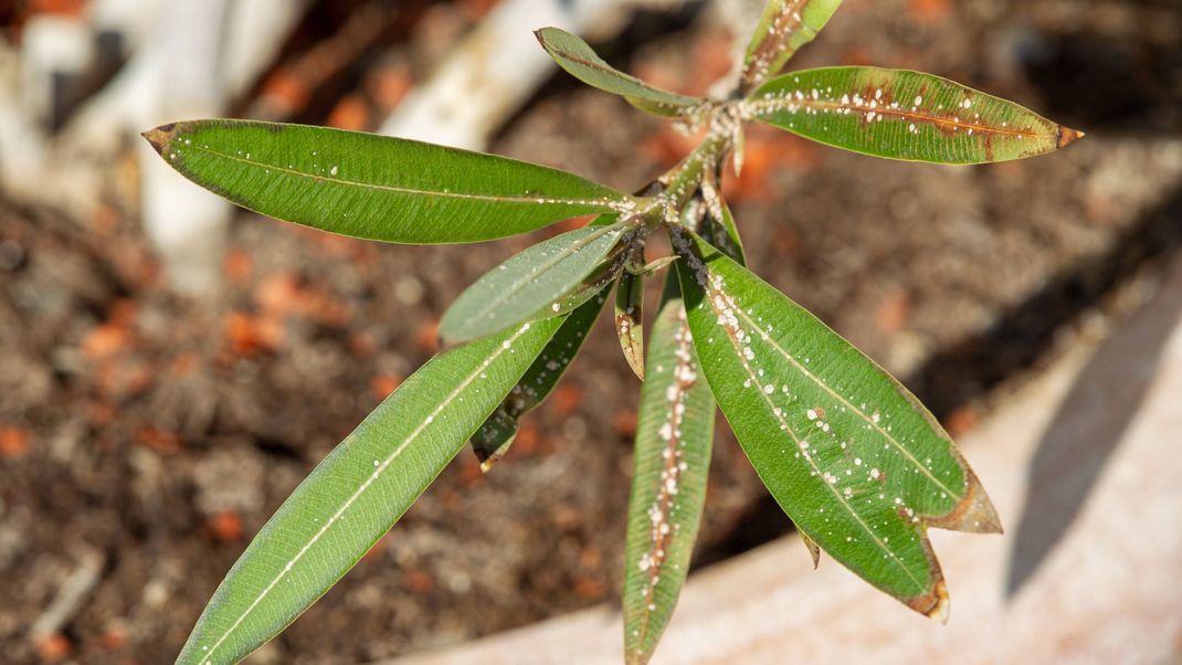 Schildläuse auf Oleander-Blättern