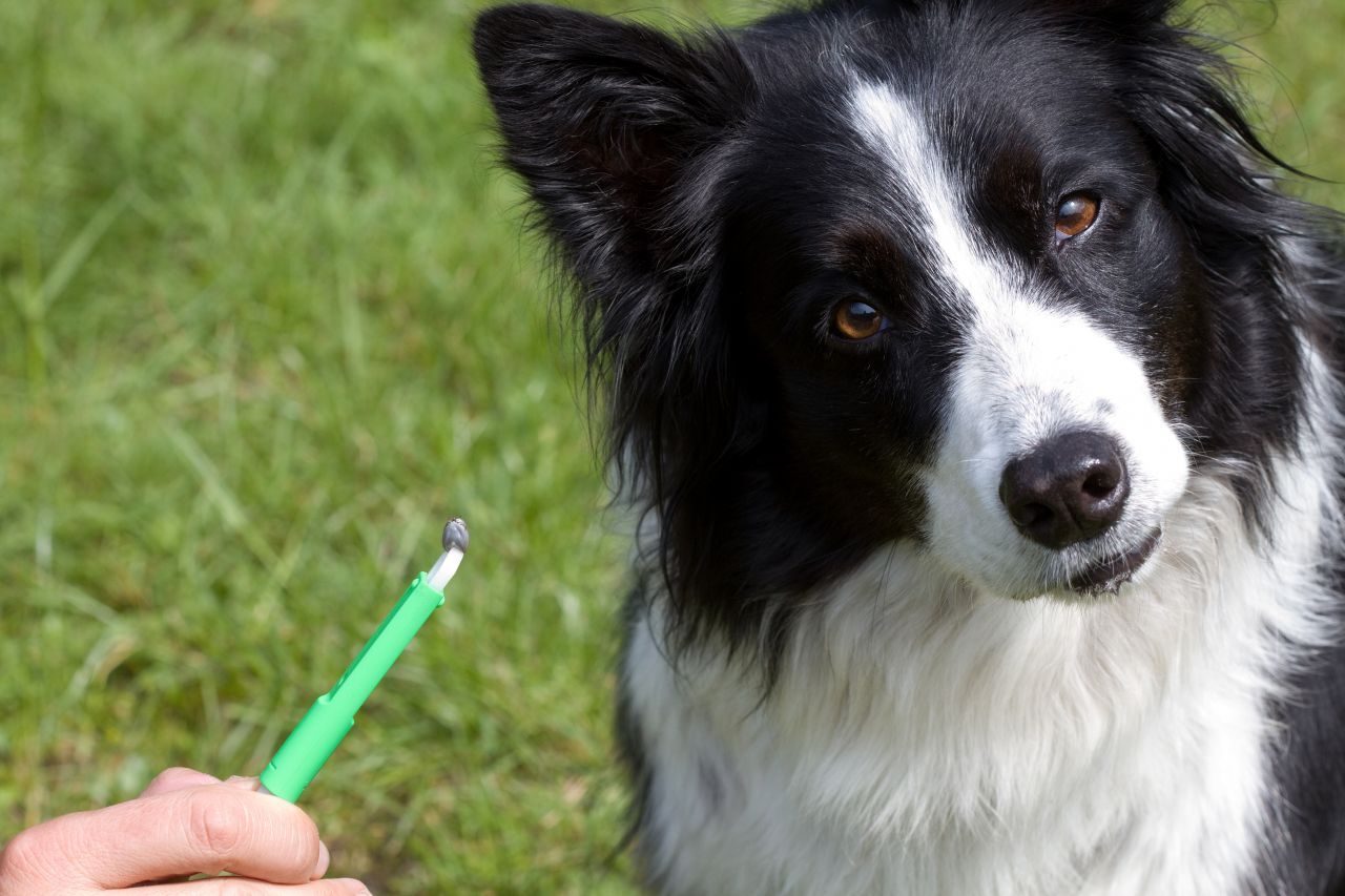 Suche Hunde nach einem Spaziergang immer ab. Mach das auch mehrmals am Tag mit Katzen, die Freigang haben. Du solltest die Zecken mit einer Zeckenzange oder einem Zeckenhaken vorsichtig und möglichst schnell entfernen.