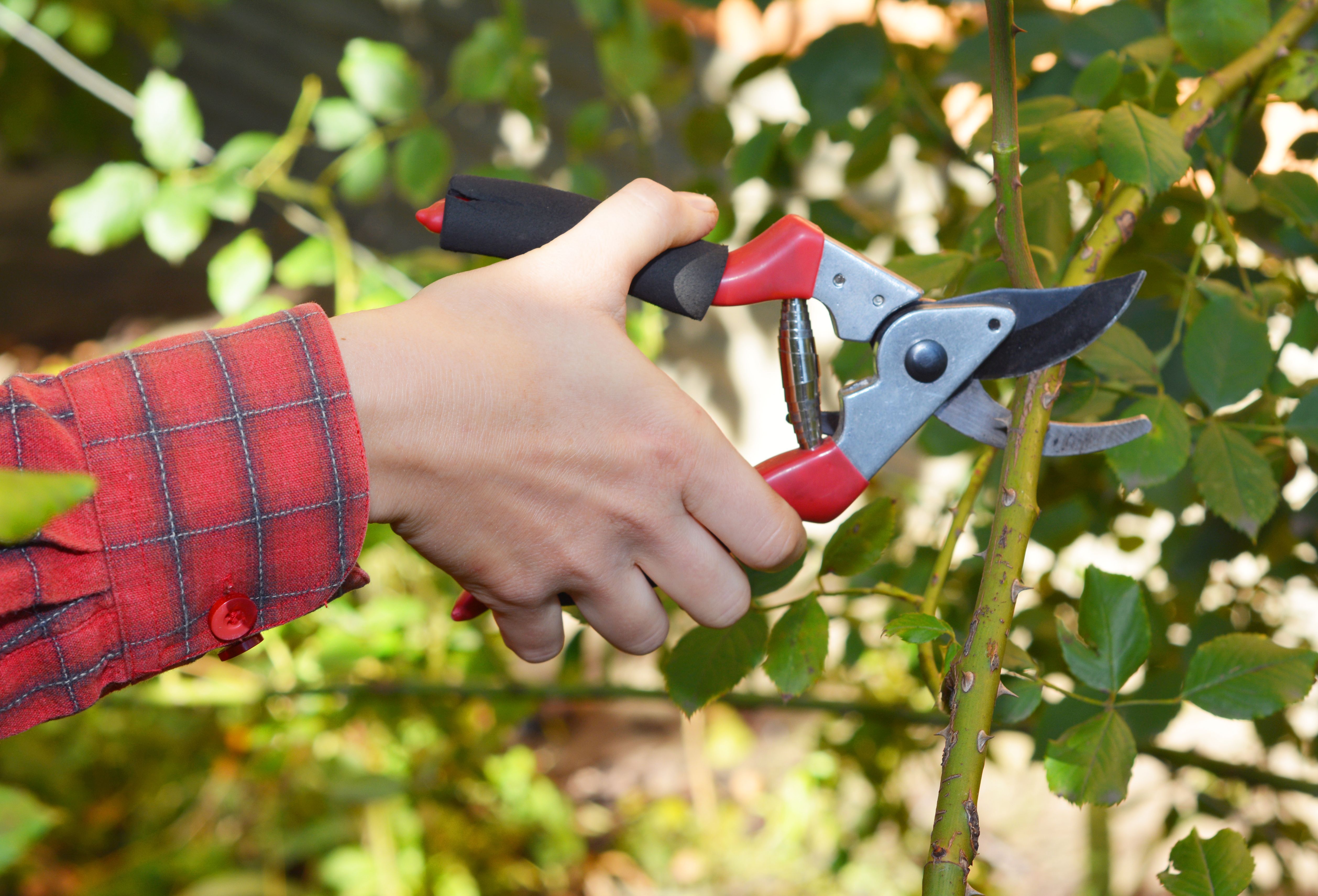 Bei der Gartenschere unterscheidet man zwischen Bypass- und Amboss-Gartenschere. Mit hervorragender Kraftübertragung lassen sich kleine Triebe oder Äste leicht durchtrennen.