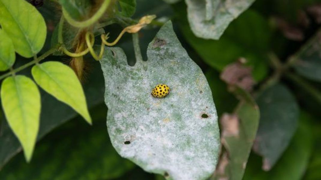 Gelbe Marienkäfer ernähren sich von Echtem Mehltau.