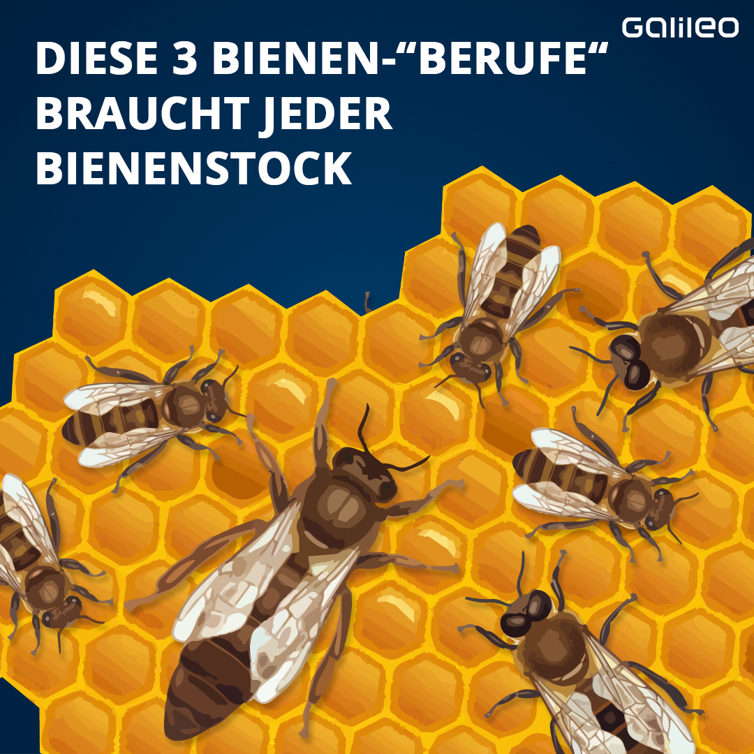 Bienenberufe: Arbeiterinnen, Königin, Drohnen