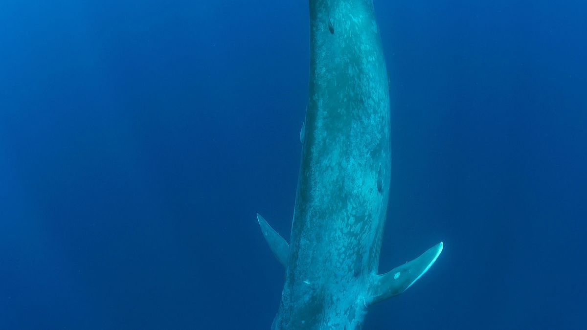 Die Größenrekorde der Tierwelt werden in der Regel von Pflanzenfressern beziehungsweise Planktonfresser gehalten wie beispielsweise vom über 30 Meter langen Blauwal 