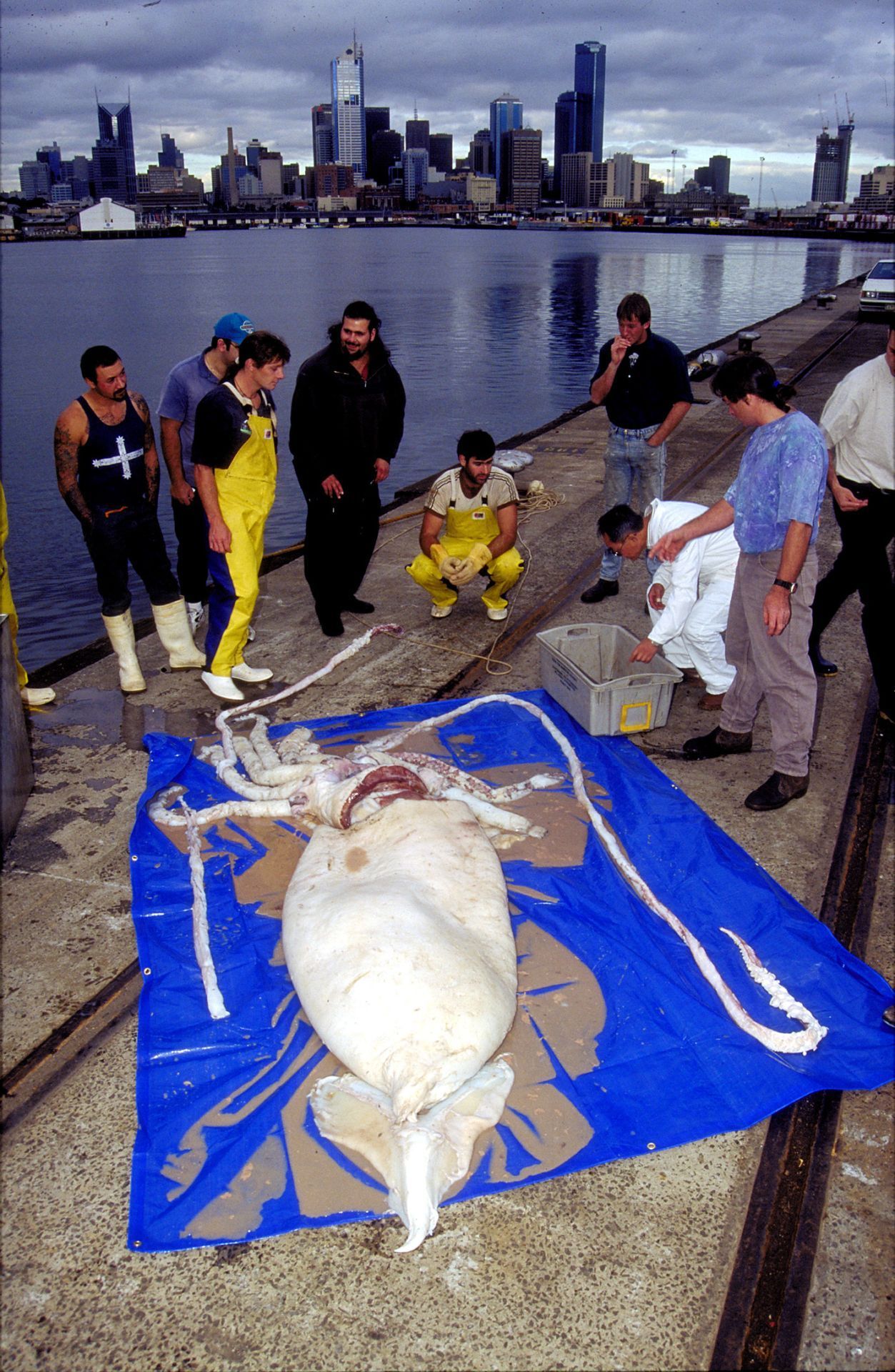 Auf dem Foto siehst du einen Fund im australischen Melbourne aus dem Jahr 2000. Im Jahr 2003 fingen spanische Forschende zwei Riesenkalmare bei Oviedo, an der Atlantikküste Spaniens. Der größere von ihnen war elf Meter lang. Die Tiere verendeten jedoch kurze Zeit später. 2016 verirrte sich ein verletztes Exemplar an die Atlantikküste Galiciens, doch auch dieser Kalmar starb kurz darauf.