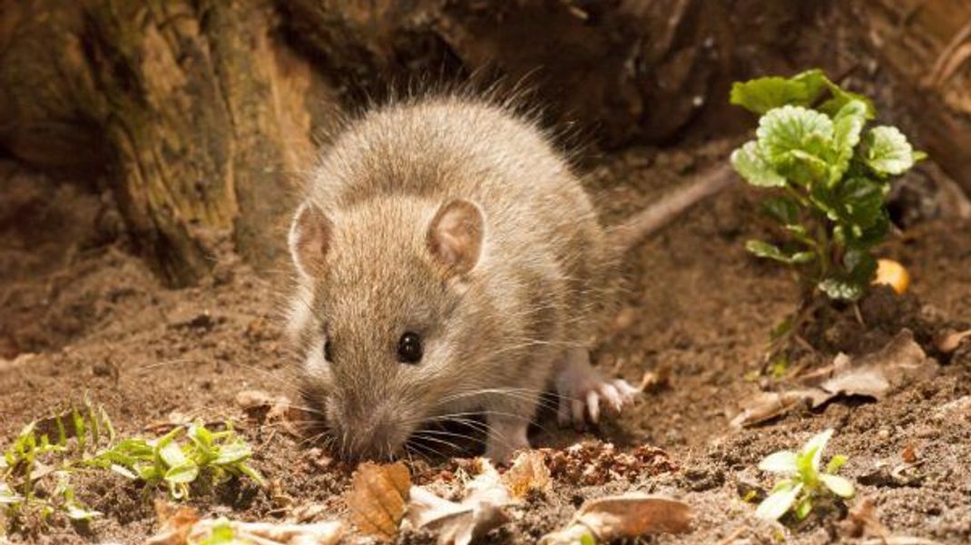 Wanderratten haben empfindliche Nasen. Mit Gerüchen kannst du sie deshalb oft vertreiben.