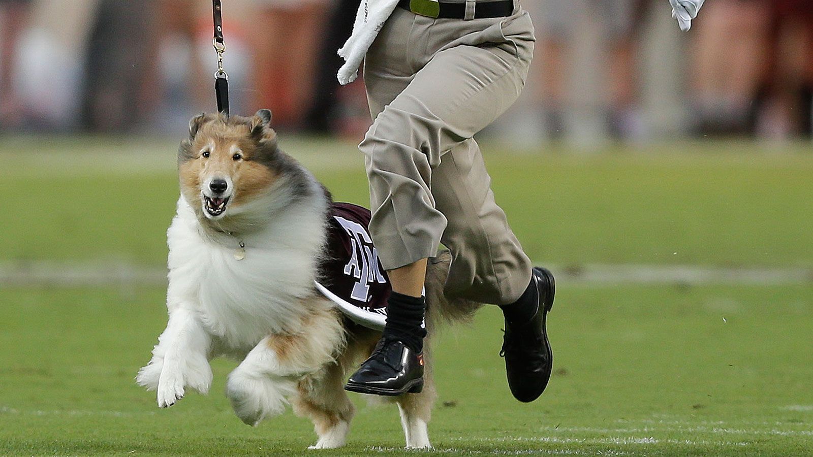 
                <strong>Reveille (Texas A&M Aggies)</strong><br>
                An der Texas A&M University ist neben rund 70.000 Studenten auch Collie Reveille zu Hause. Dessen Geschichte begann 1931, als Mitglieder der "Fightin' Texas Aggie Band" auf dem Rückweg einer Party auf einen Hund stießen und diesen mit an den Campus nahmen. Während des Zweiten Weltkriegs wurde Reveille sogar zu einem Kadettengeneral ernannt und damit das höchstrangige Mitglied im "Texas A&M Corps of Cadets". Neue Studenten müssen sie förmlich "Miss Rev, ma'am" anreden. Bei dem Namen handelt es sich um einen im Militär gebräuchlichen musikalischen Weckruf. 2015 nahm Reveille IX ihren Dienst auf - sie hat sogar einen eigenen Twitter-Account. Alle verstorbenen Maskottchen werden auf einem eigens eingerichteten Friedhof vor dem Stadion beerdigt. Besonderer Clou: In Sichtweite ist ein Miniatur-Scoreboard angebracht, das immer den aktuellen Spielstand anzeigt.
              