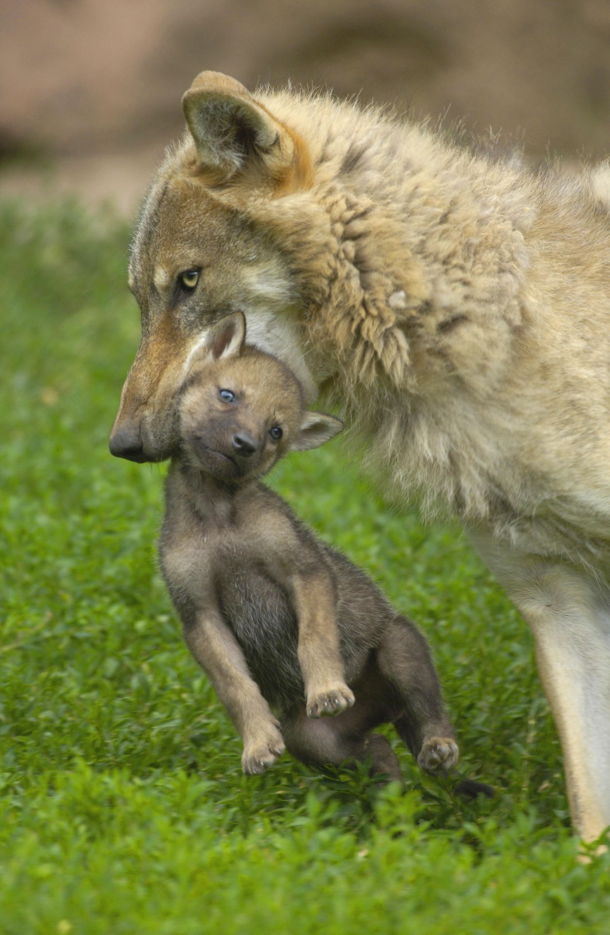 Auch Wölfe - hier ein Europäischer Grauwolf - nutzen die Trage-Starre zum Transport ihrer Welpen.