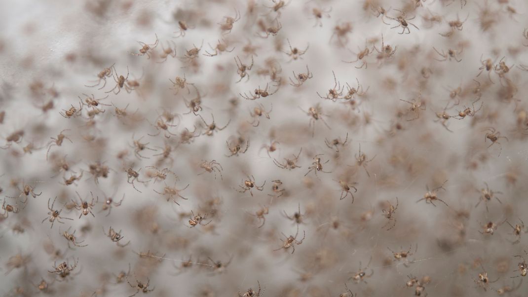 Am seidenen Faden - was bei diesen Baby-Spinnen vielleicht noch als niedlich durchgeht, kann bei fortschreitender Größe schnell zum Stoff für Horrorfilme werden.