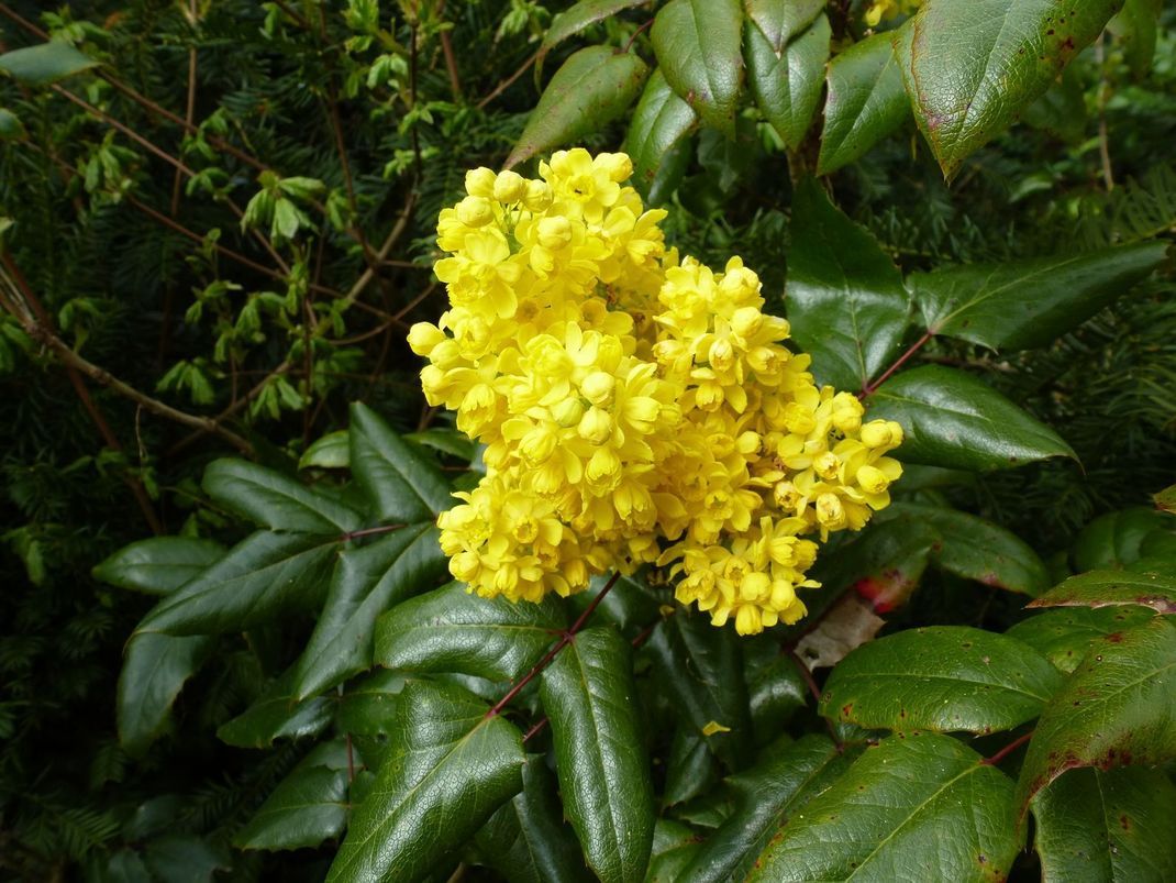 Warten Sie mit dem Zurückschneiden der Stechpalme, bis die Blüte vorbei ist und die ersten Fruchtansätze zu sehen sind.