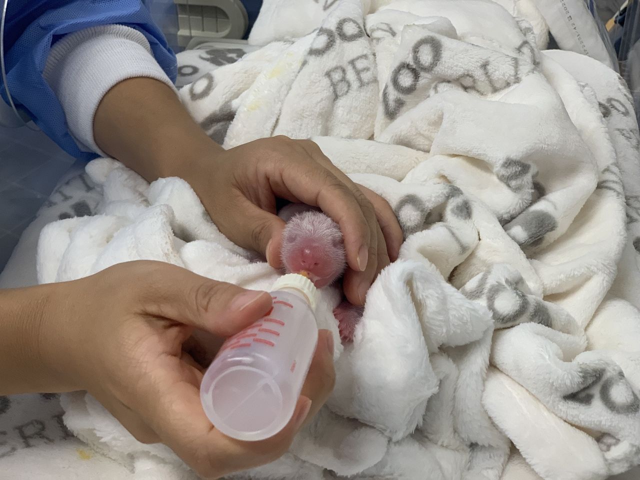 Tierpfleger füttern die Panda-Babys aus einer Trinkflasche, damit die Jungen ihr Gewicht halten.