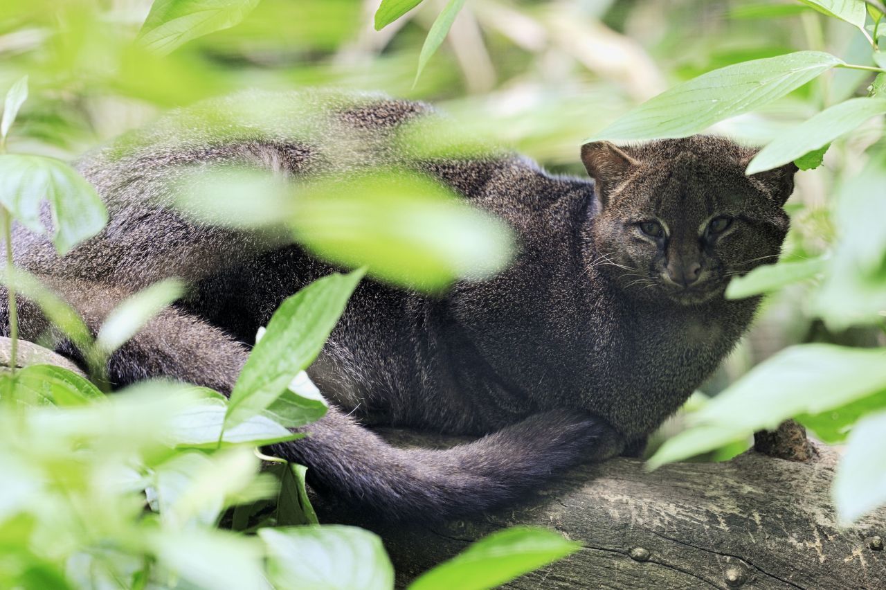 Eng mit dem Puma verwandt, optisch aber eher Richtung Marder: Ein Jaguarundi bedient sich ganz gerne an Hühnern, was von Mexiko bis Argentinien zu Konflikten mit Menschen führt.