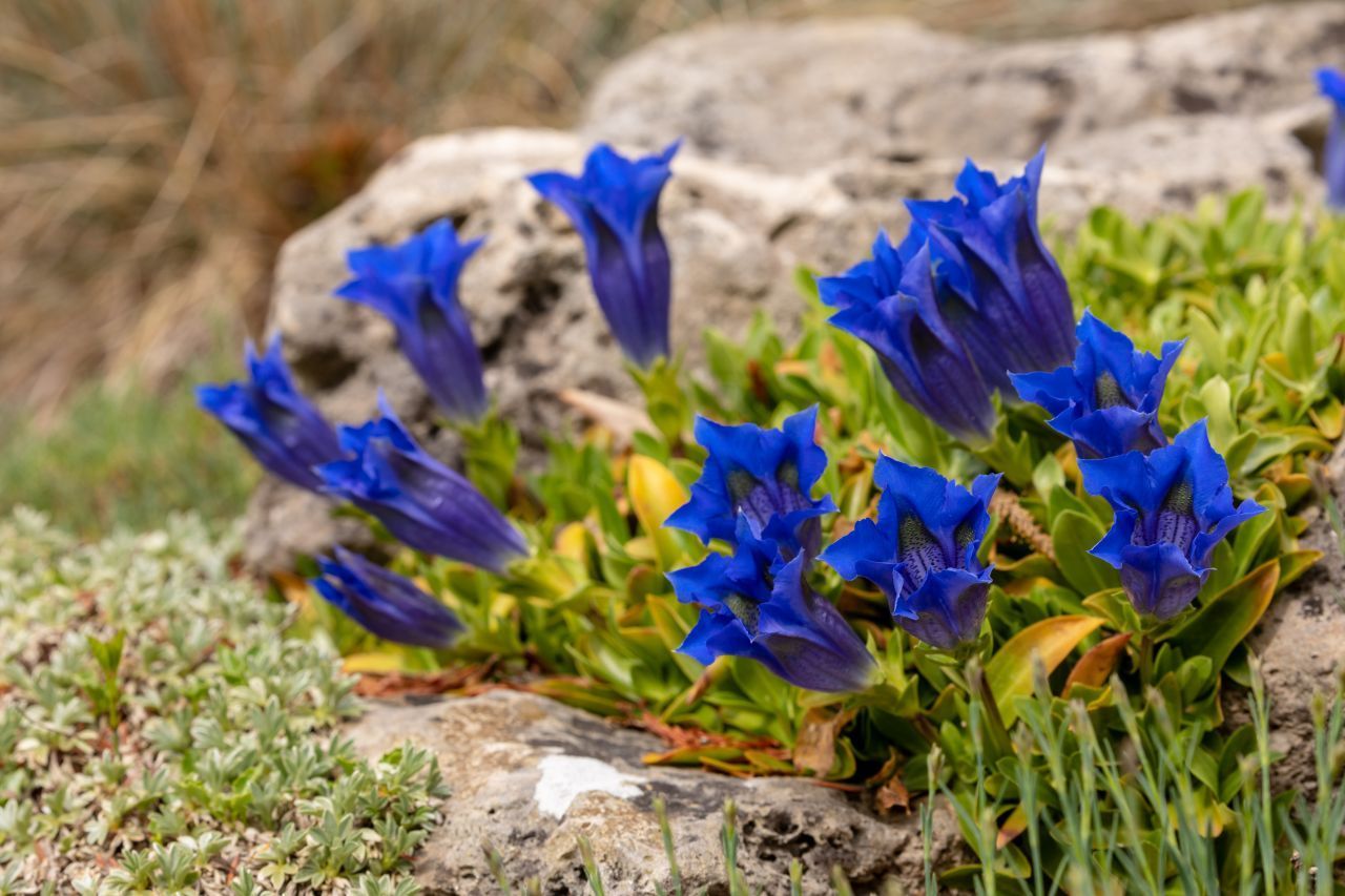 Die Bergblume Enzian schließt ihre Blüten bei bewölktem Himmel, kühler Luft sowie bei starkem Regenfall.