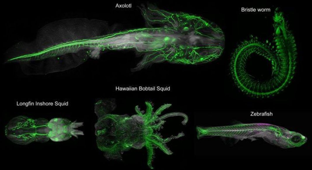 3-D-Bilder vom Axolotl, Borstenwurm, Langflossen-Küstenkalmar, Zwergtintenfisch und Zebrafisch.