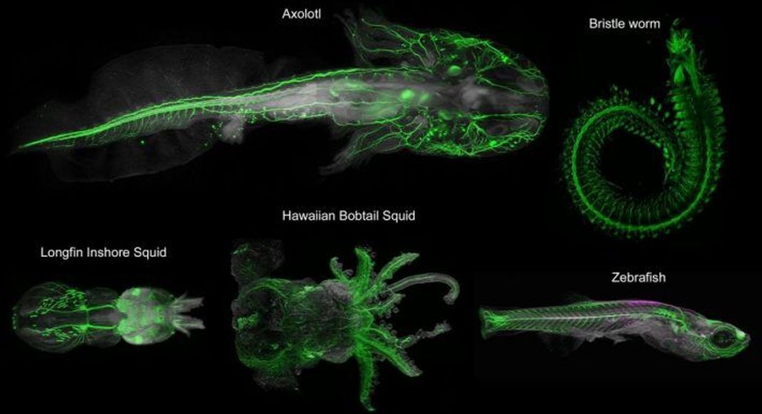 3-D-Bilder vom Axolotl, Borstenwurm, Langflossen-Küstenkalmar, Zwergtintenfisch und Zebrafisch.