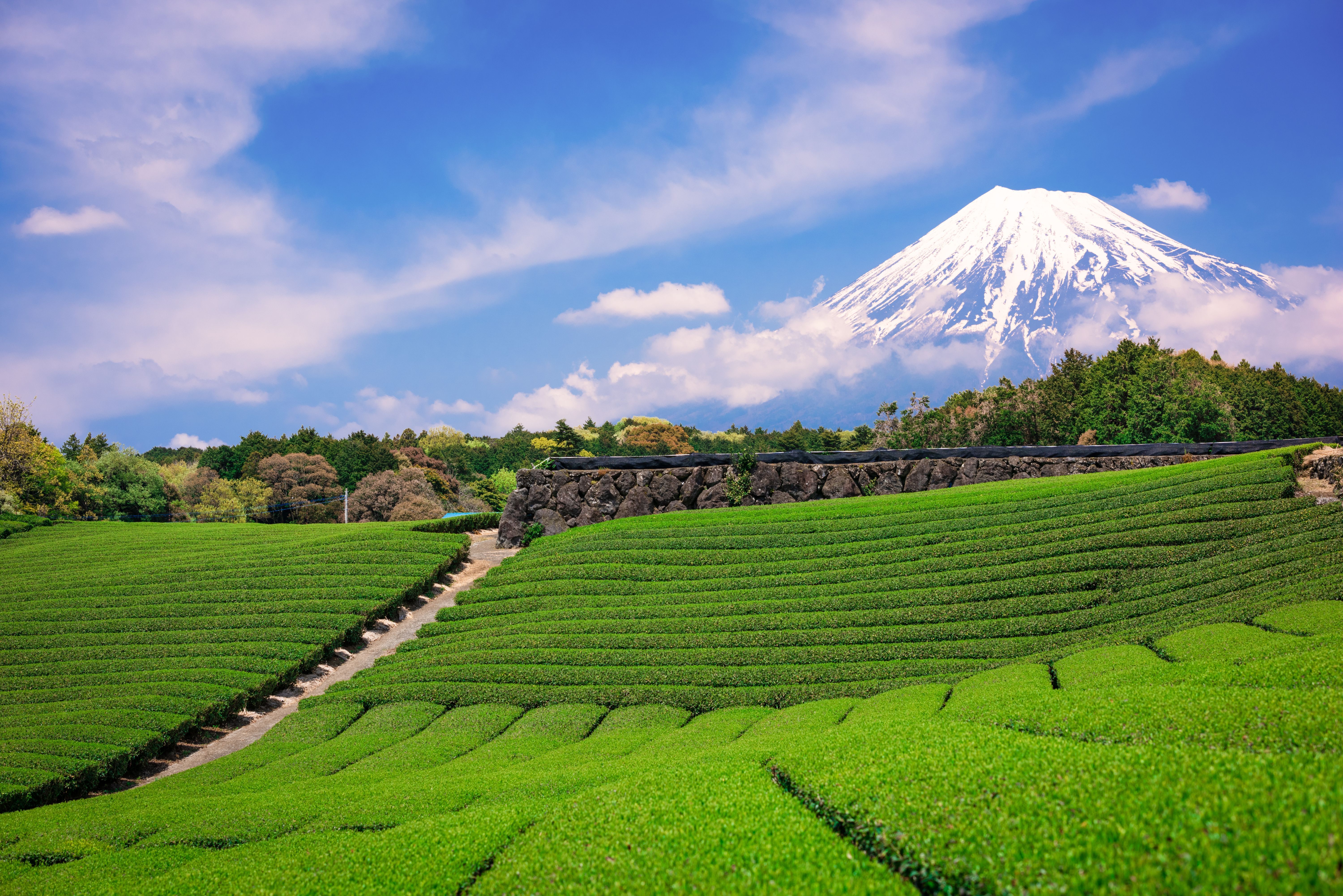 Bei Matcha handelt es sich um die Tee-Sorte Tencha, die auf Plantagen in Japan angebaut wird. Kurz vor der Ernte werden die Tee-Pflanzen abgedeckt, um ihre maximale Farbe und Nährstoffdichte zu erreichen.