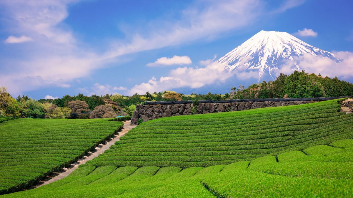 Mount Fuji and Tea Fields