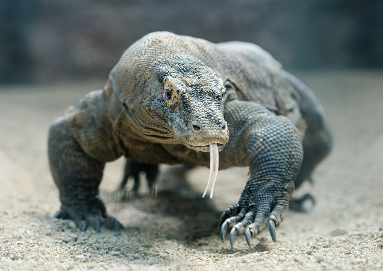 Zugegeben, der über 2 Meter lange Komodowaran sieht nicht unschuldig aus, hat an dieser Stelle aber dennoch eine Erwähnung verdient - denn in seinem Speichel befinden sich so viele Bakterien, dass er wirkt wie ein nekrotisierendes Gift. Was die Riesen-Echse anknabbert, stirbt ab - deshalb sind Amputationen oft die letzte Rettung nach einem Biss. 