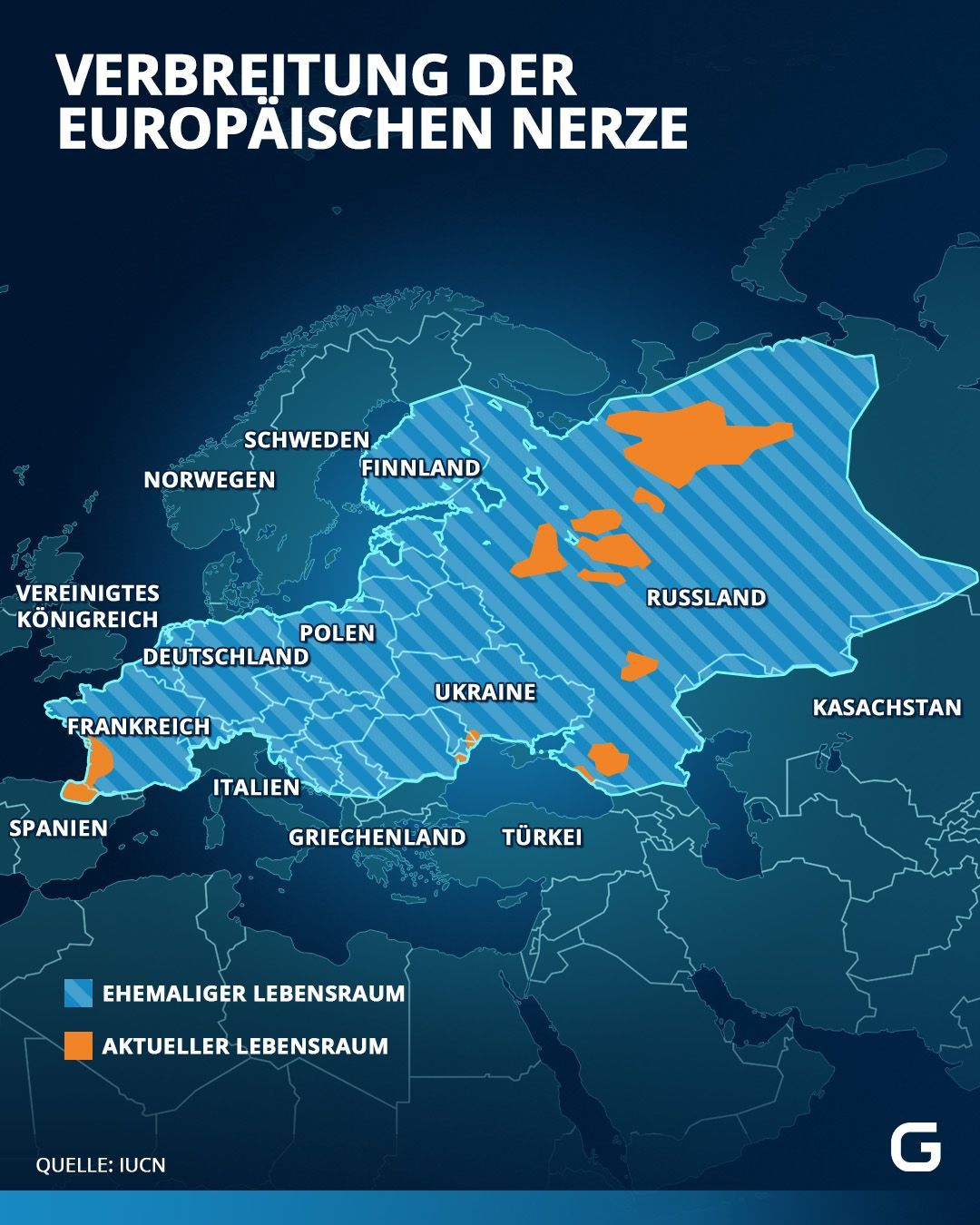 Der Lebensraum des europäischen Nerz ist stark geschrumpft.