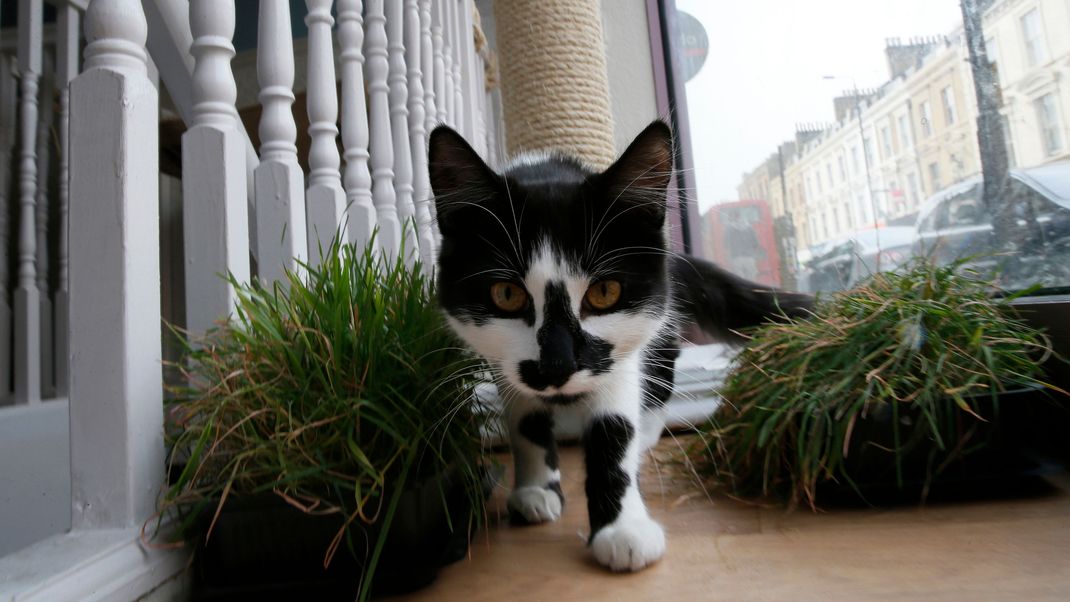 Katzen sind recht wahllose Räuber und bedrohen andere Tierarten.