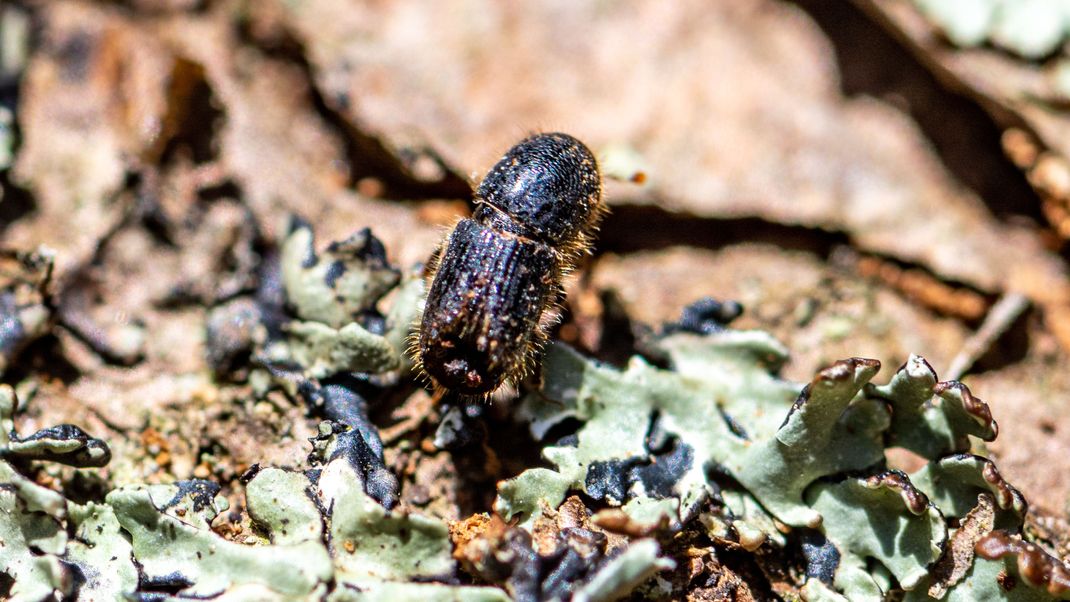Ein Borkenkäfer im Nationalpark Bayerischer Wald.